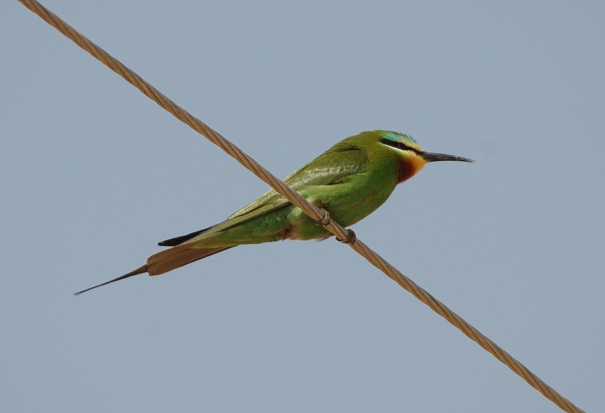 Blue-cheeked Bee-eater - Georges Olioso