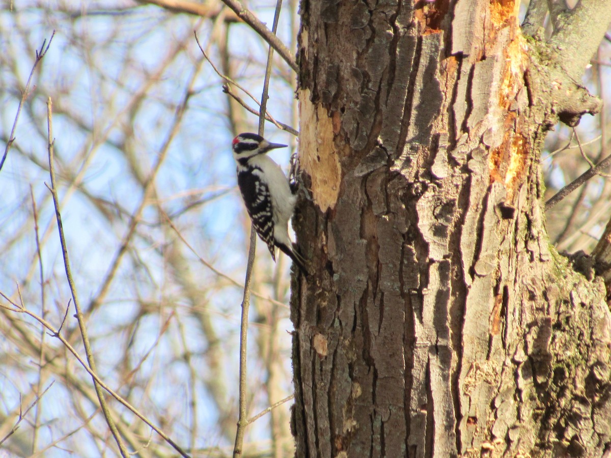 Hairy Woodpecker (Eastern) - ML393886411