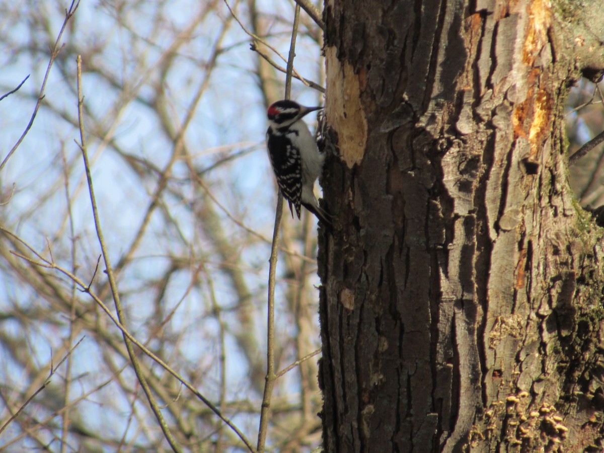 Hairy Woodpecker (Eastern) - Mickey Ryan