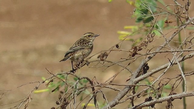 Whinchat - ML393886531