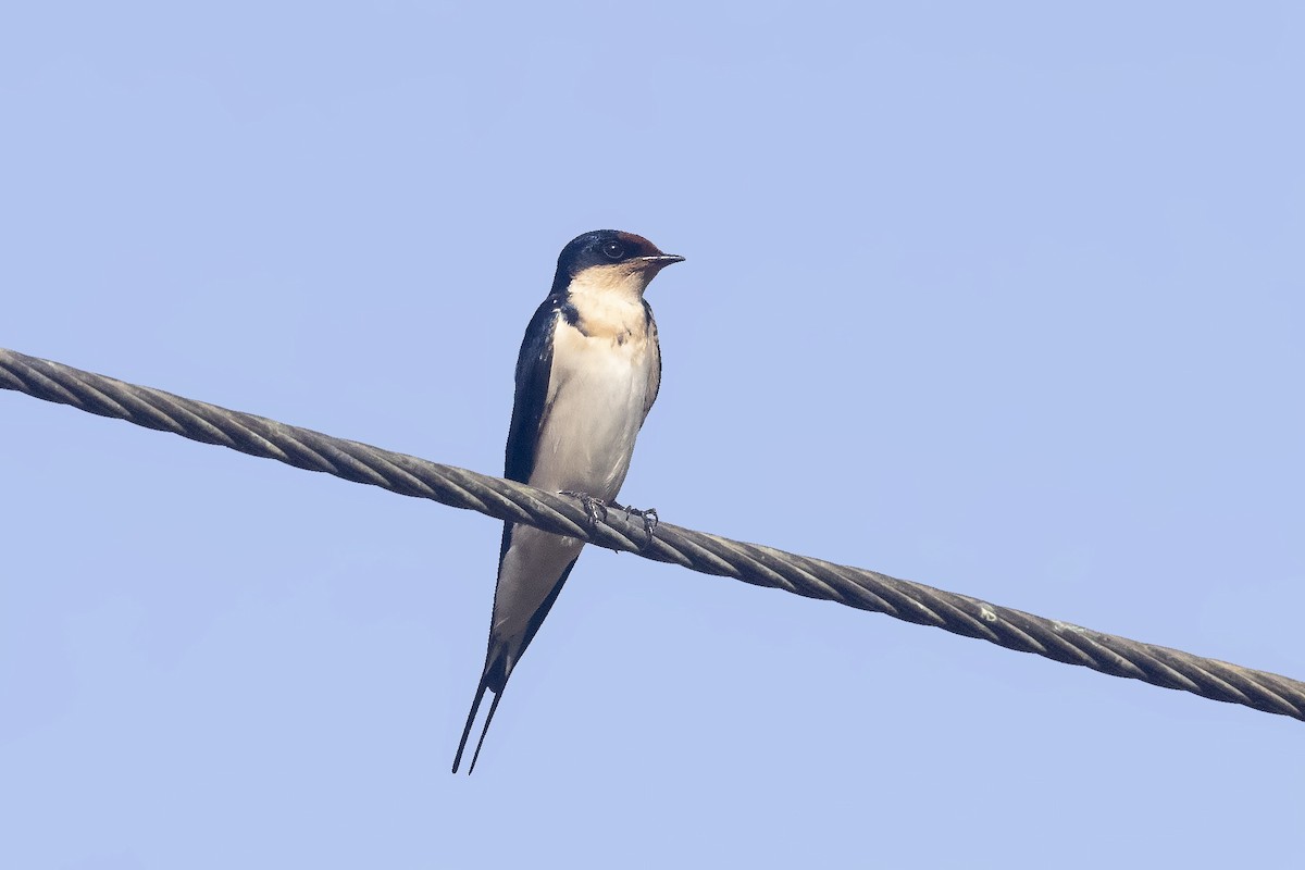 Ethiopian Swallow - ML393886571