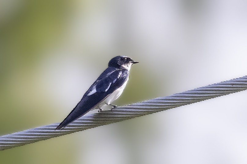 Pied-winged Swallow - ML393886591