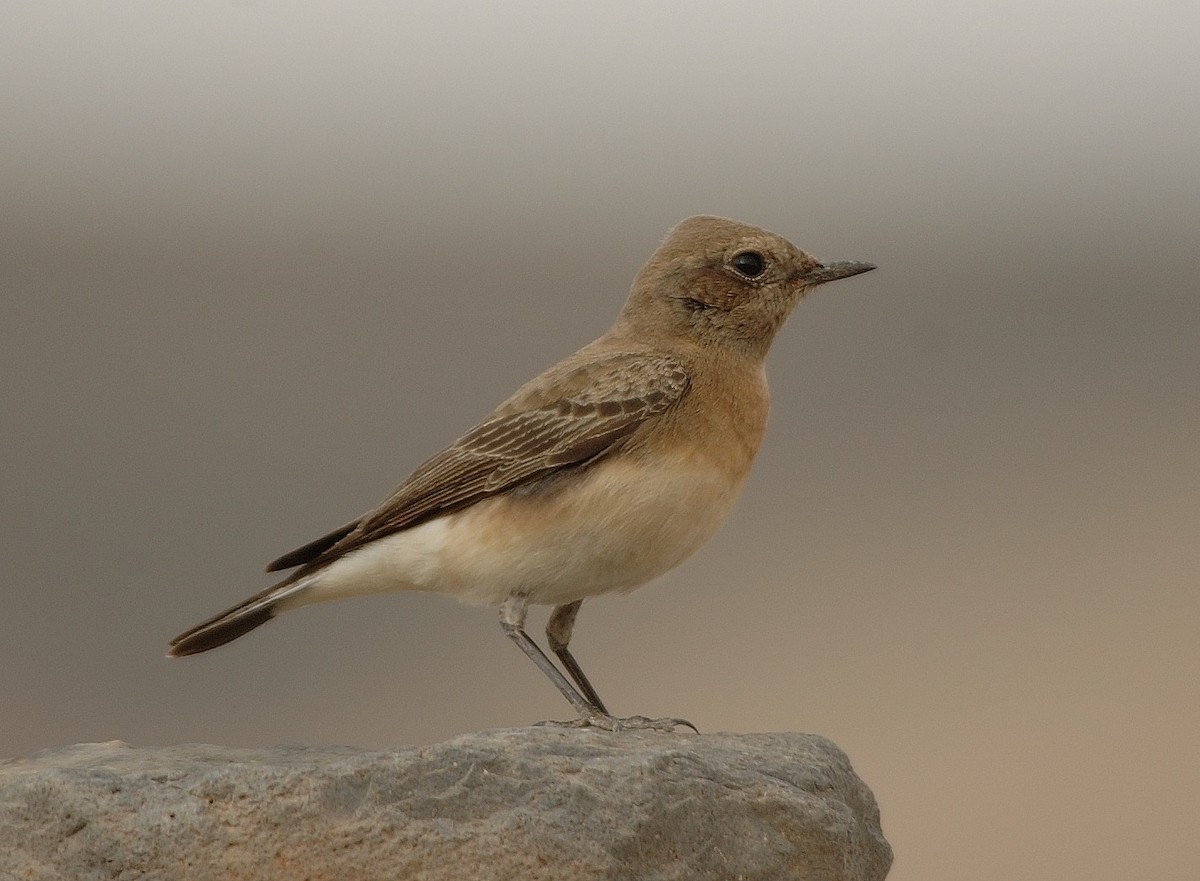 Pied Wheatear - Georges Olioso