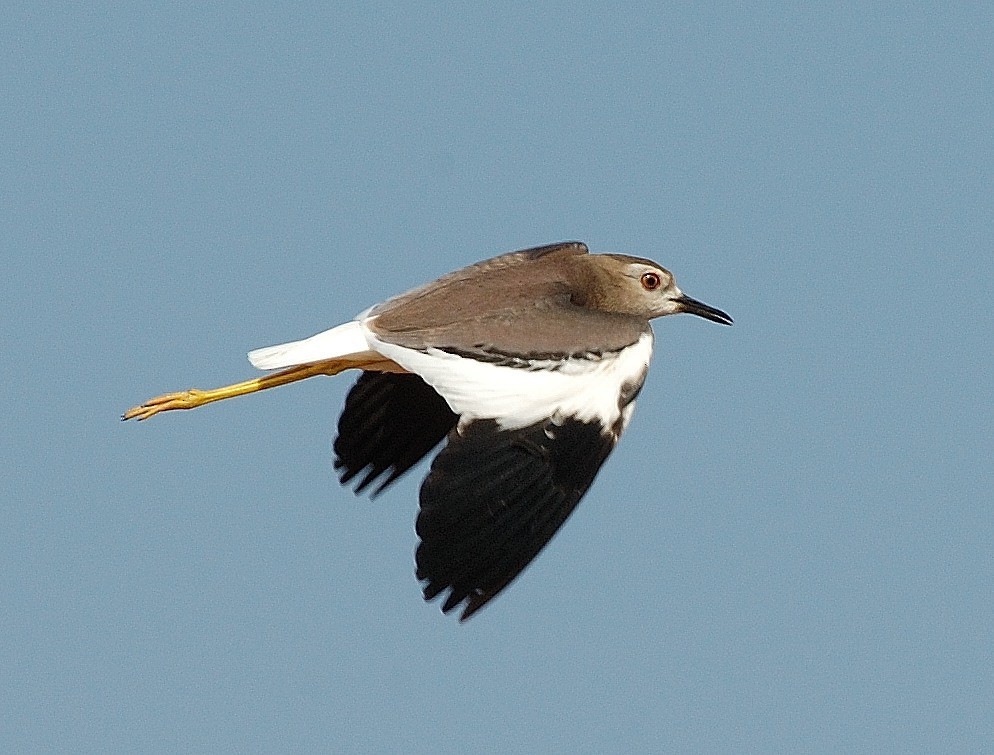 White-tailed Lapwing - Georges Olioso