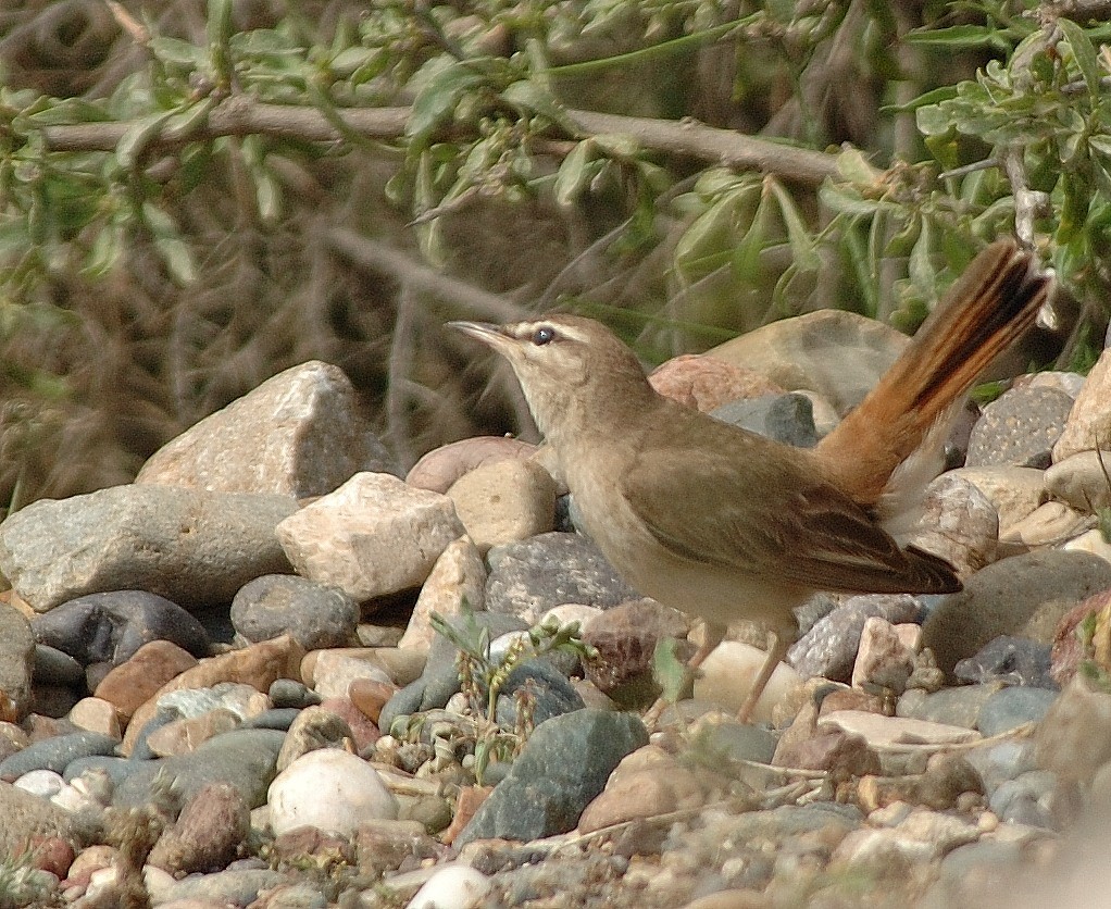 Rufous-tailed Scrub-Robin (Rufous-tailed) - Georges Olioso