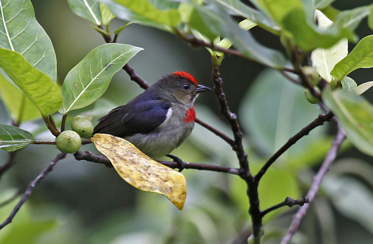 Red-capped Flowerpecker - Peter Candido