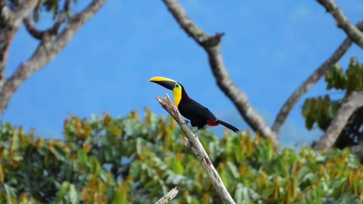 Yellow-throated Toucan - Jorge Muñoz García   CAQUETA BIRDING