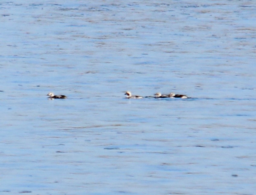 Long-tailed Duck - ML393892991