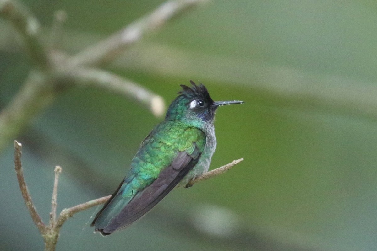Violet-headed Hummingbird - Jeffrey Anderson