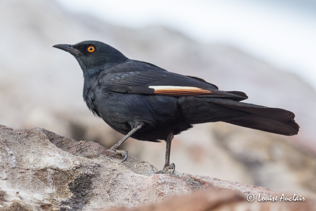 Pale-winged Starling - ML39390721