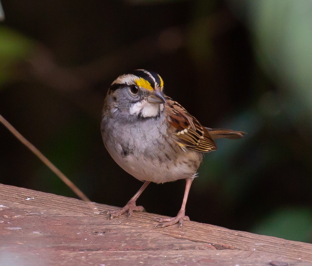 White-throated Sparrow - ML393908201