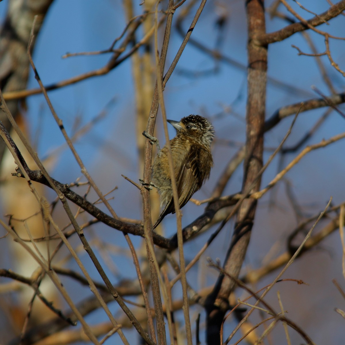 White-barred Piculet - ML393909851