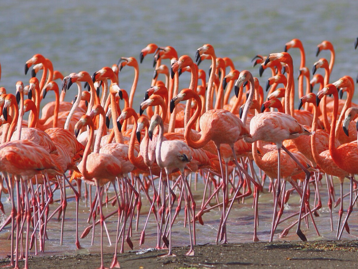 American Flamingo eBird