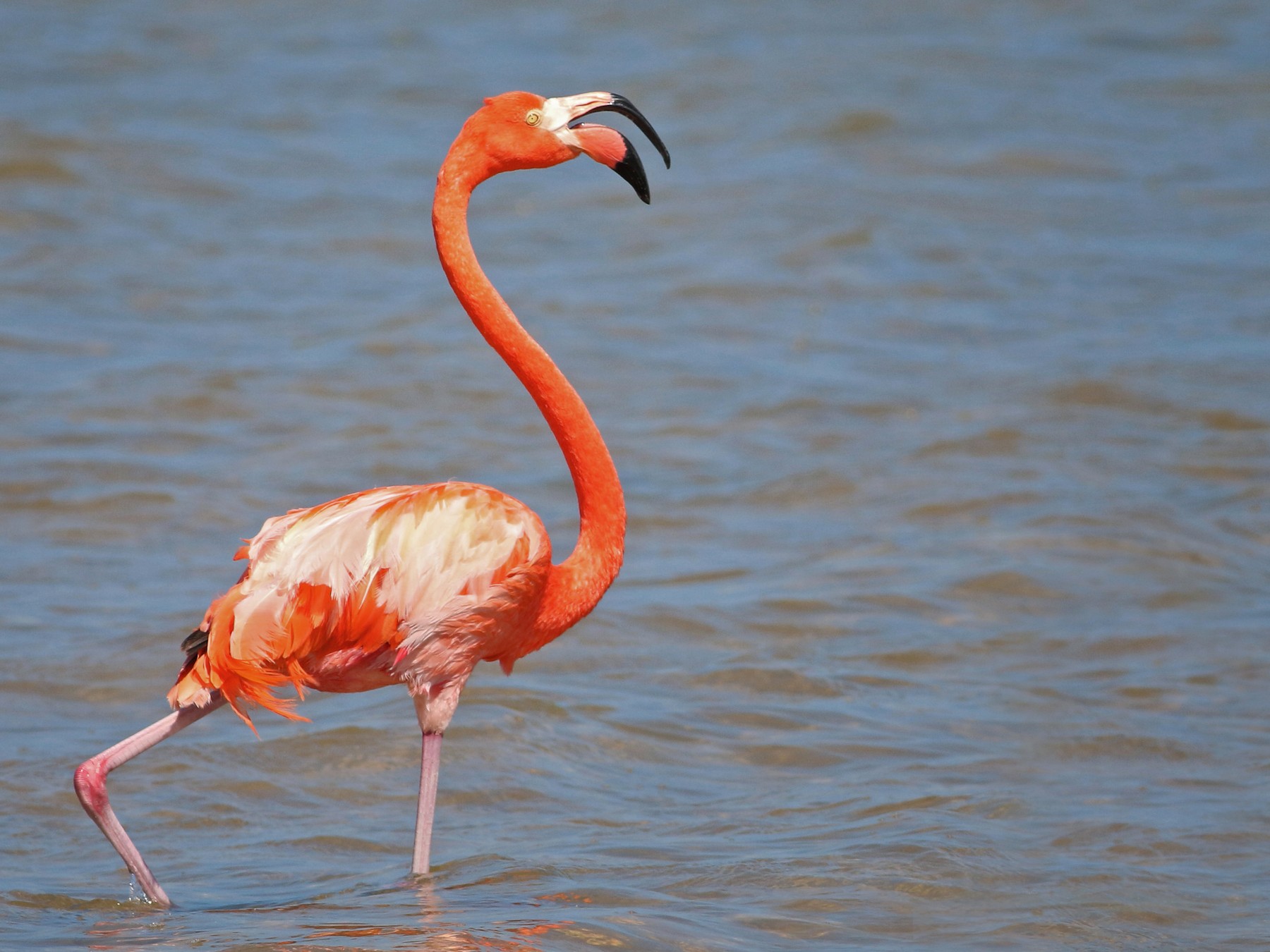 American Flamingo - Ian Davies