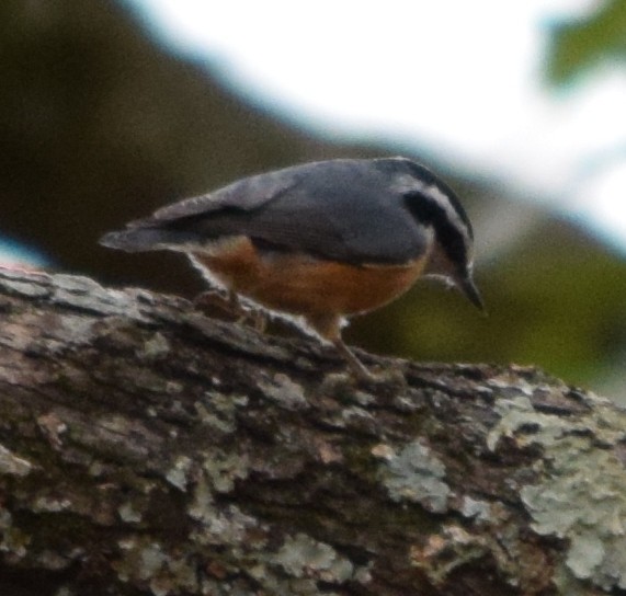 Red-breasted Nuthatch - ML39391291