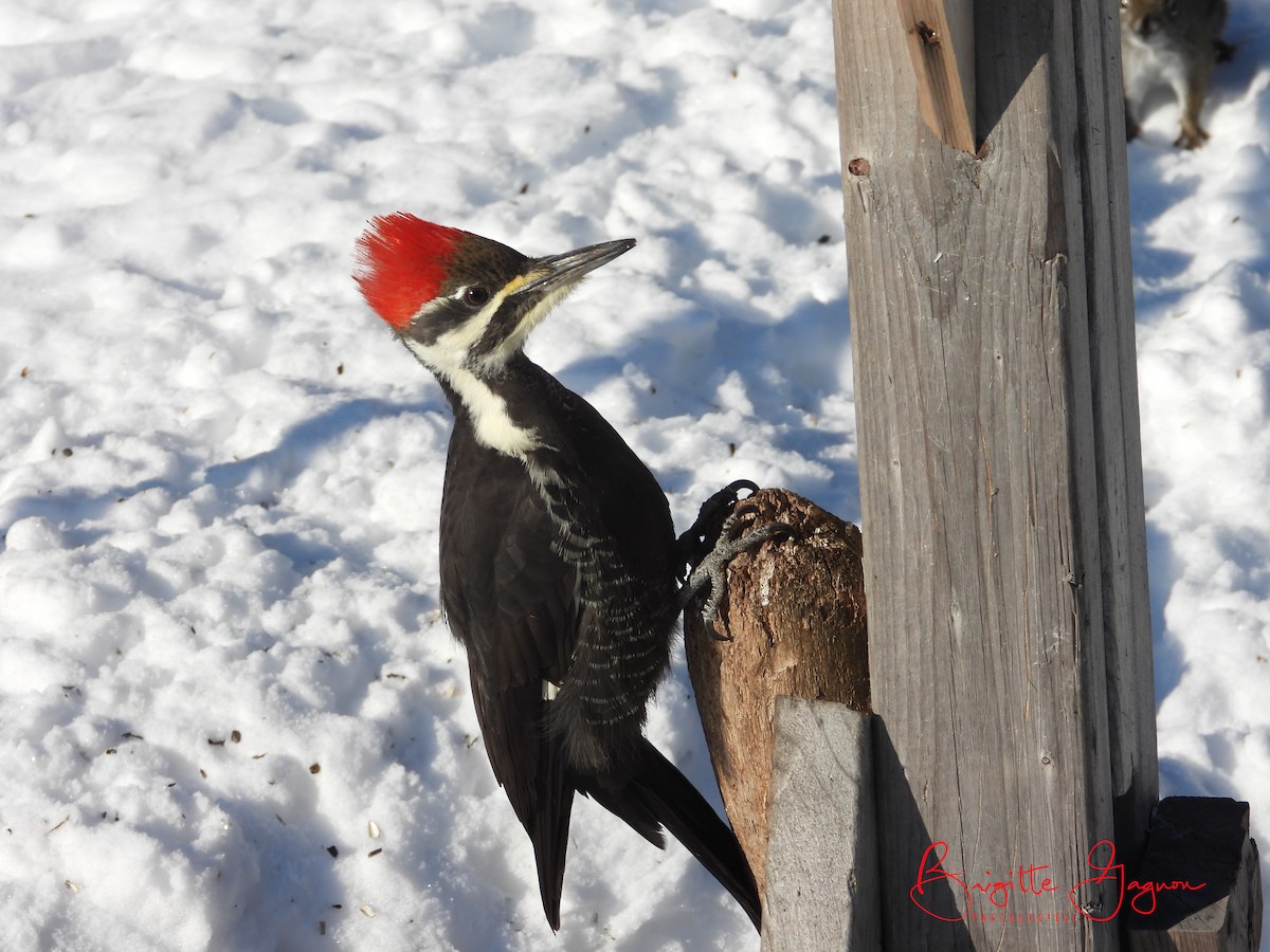 Pileated Woodpecker - ML393913691