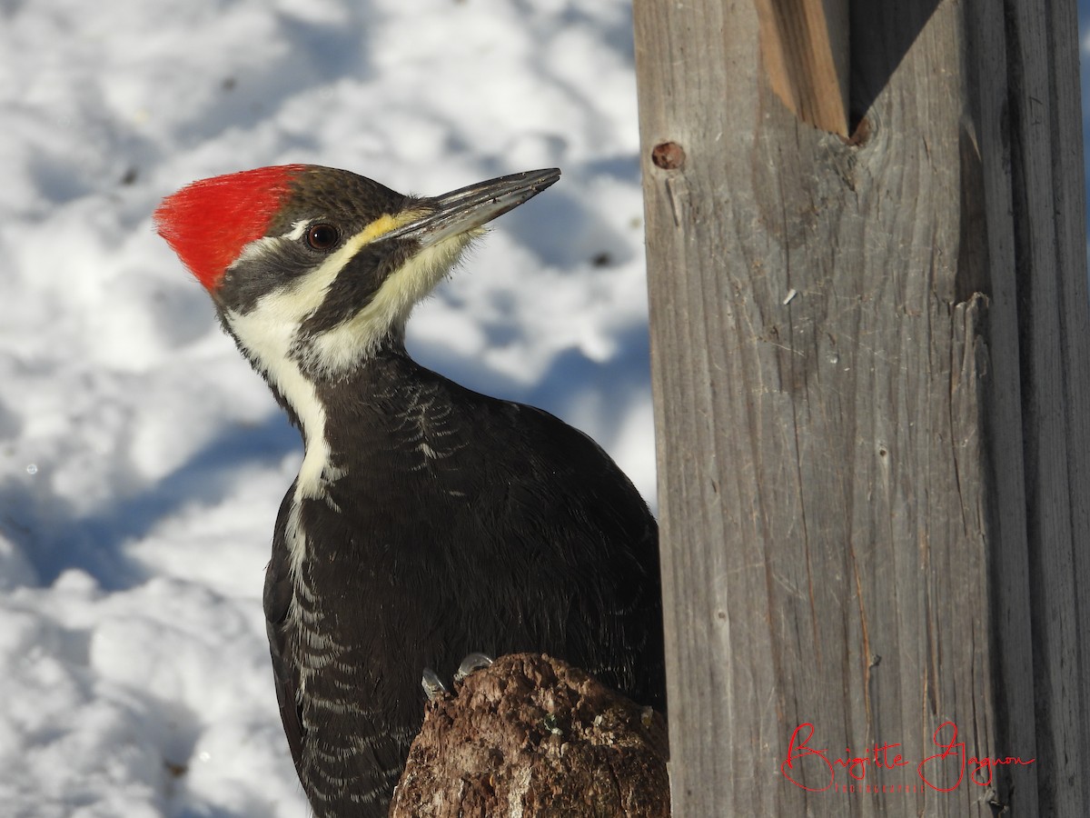Pileated Woodpecker - ML393913721