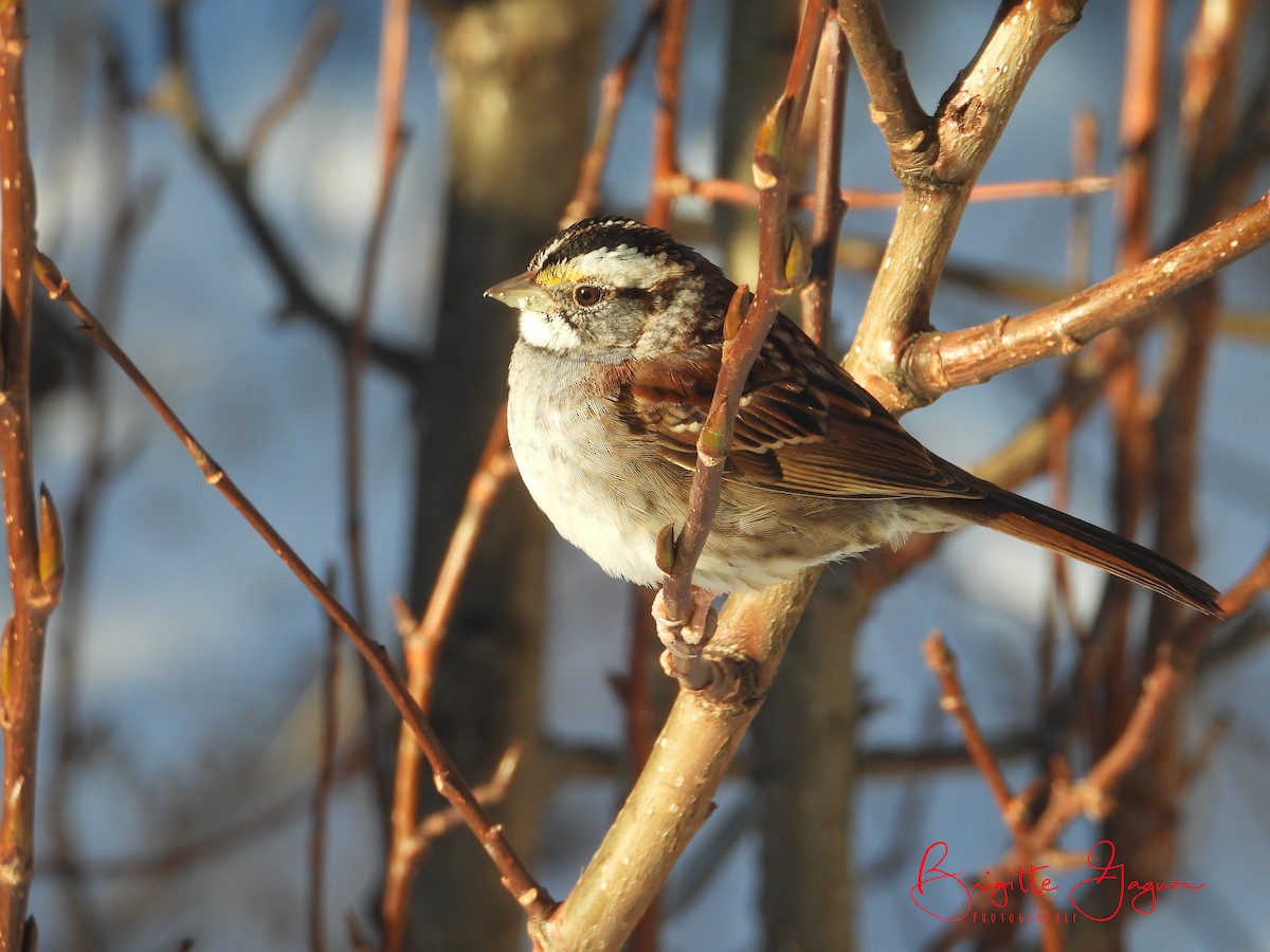 White-throated Sparrow - ML393913791