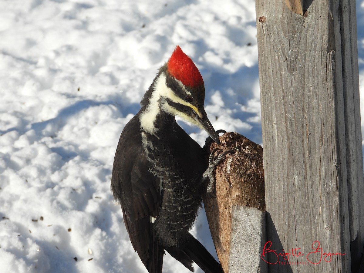Pileated Woodpecker - ML393913921