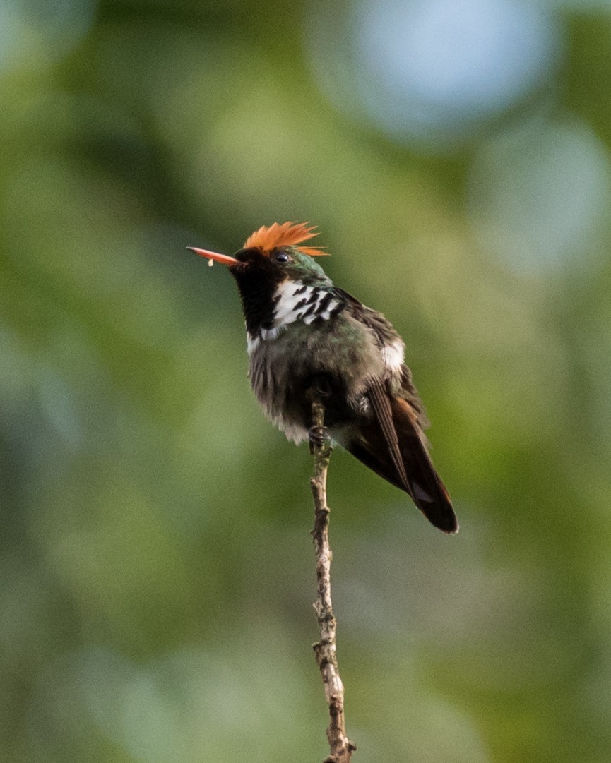Frilled Coquette - ML39391901