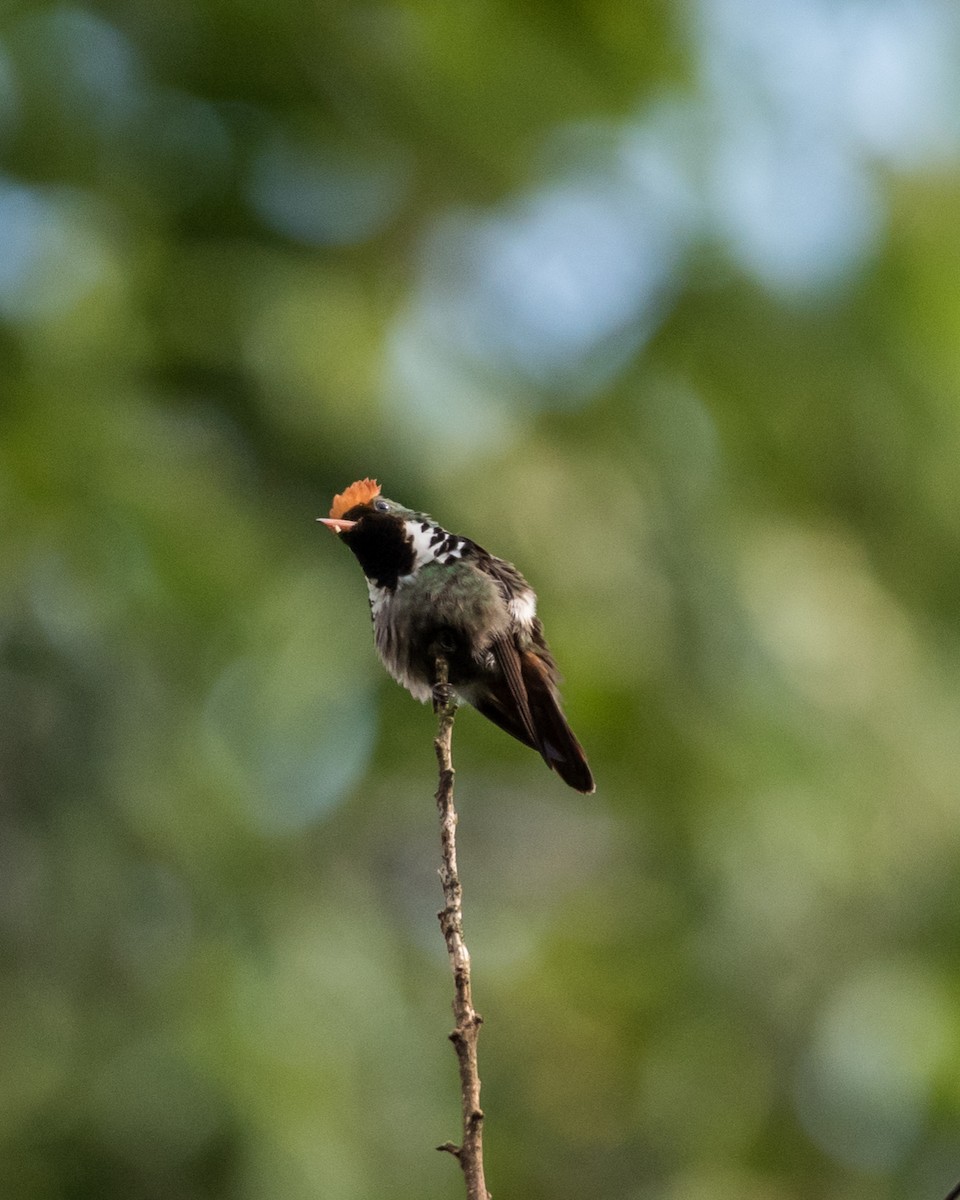 Frilled Coquette - ML39391911