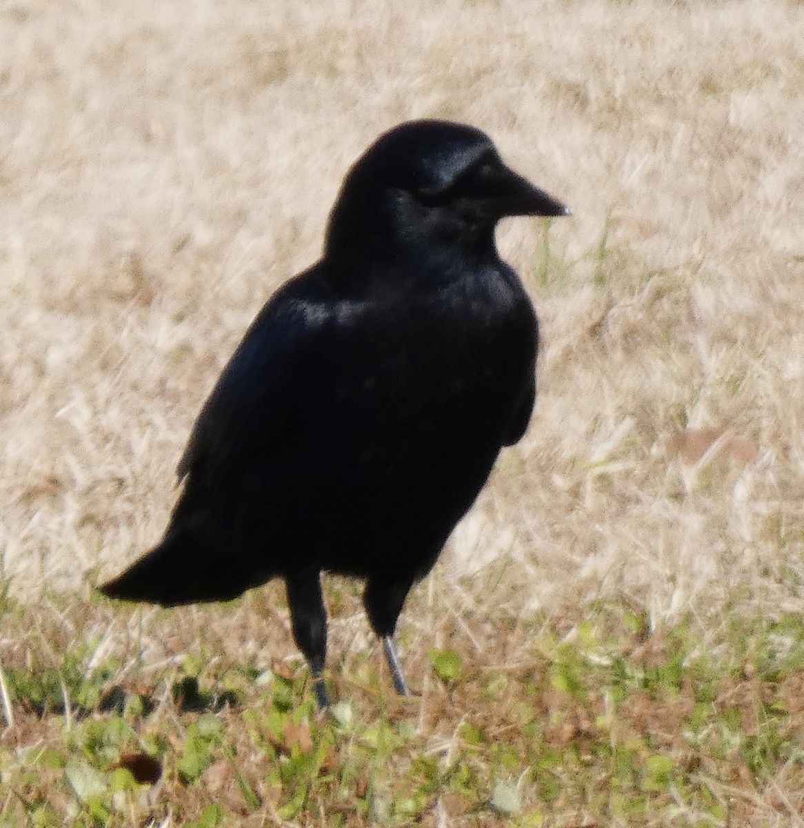 American Crow - ML393924111