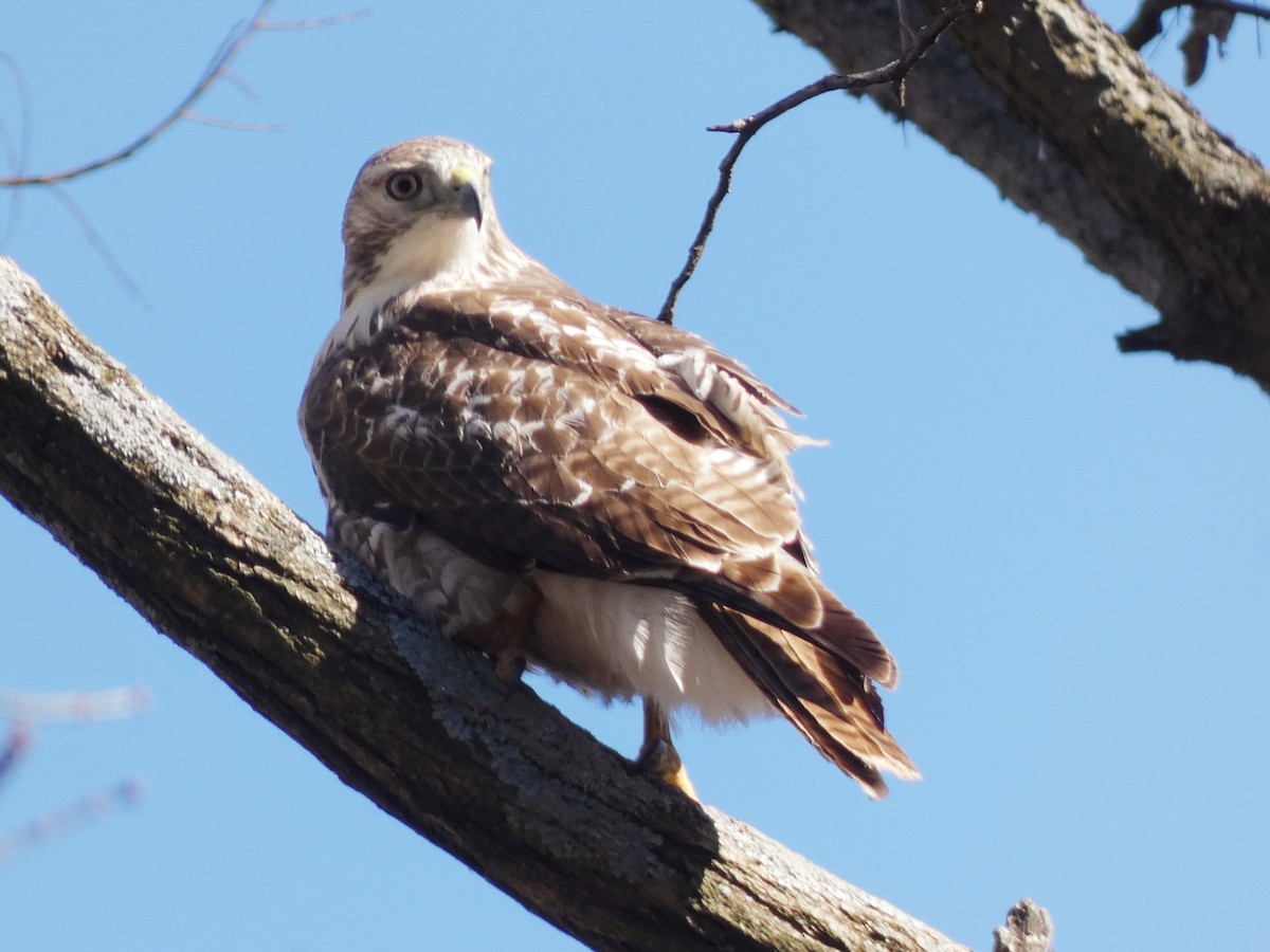 Red-tailed Hawk - ML393924221