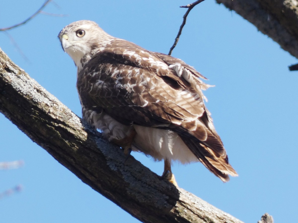 Red-tailed Hawk - ML393924261