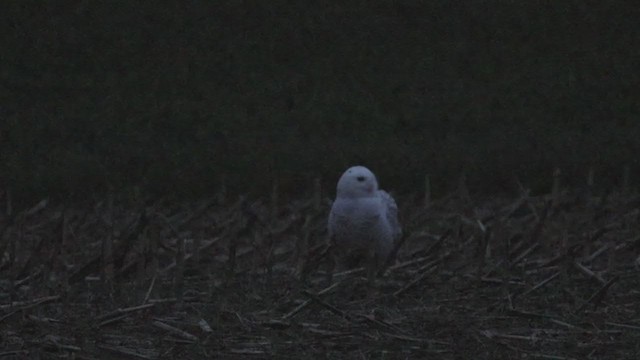 Snowy Owl - ML393925711