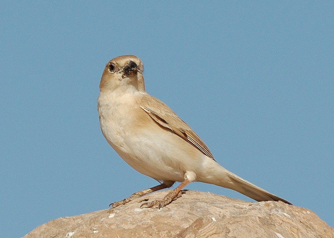 Desert Sparrow - ML39392671