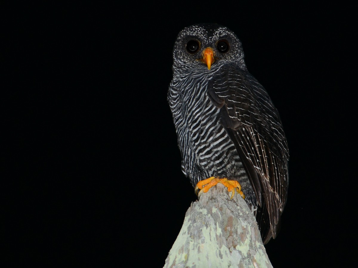 Black-banded Owl - Alan Van Norman