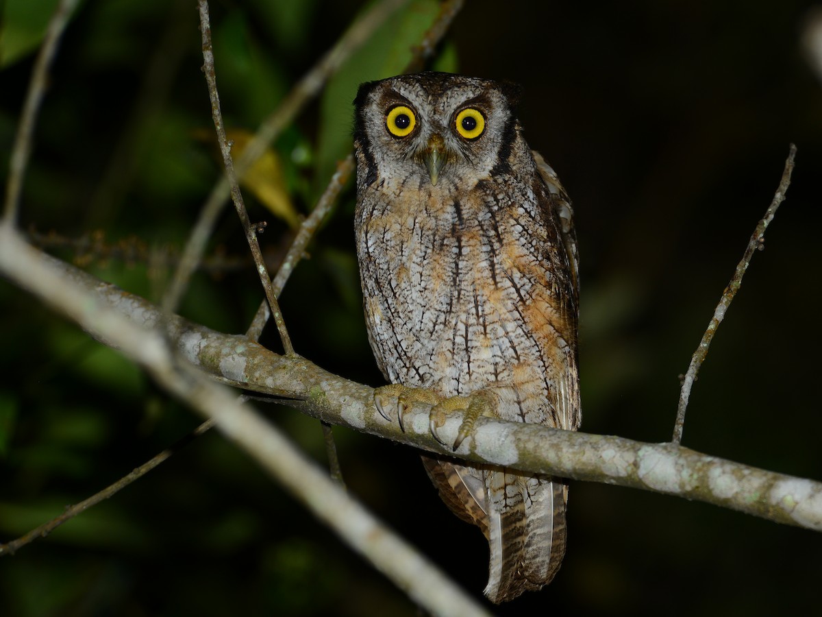 Tropical Screech-Owl - Alan Van Norman