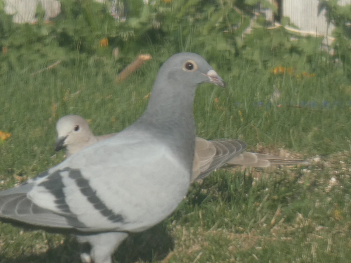Rock Pigeon (Feral Pigeon) - ML393928831