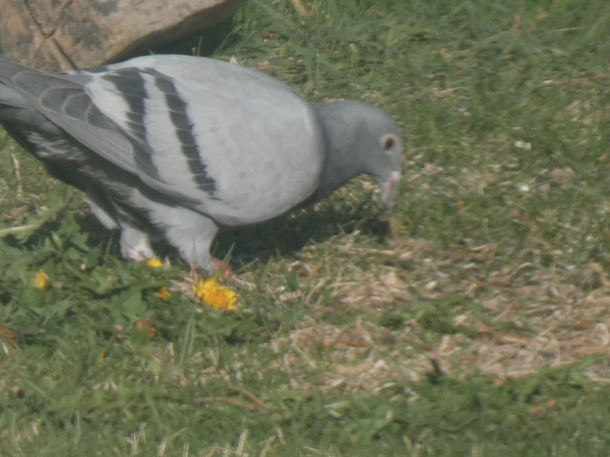 Rock Pigeon (Feral Pigeon) - ML393928851