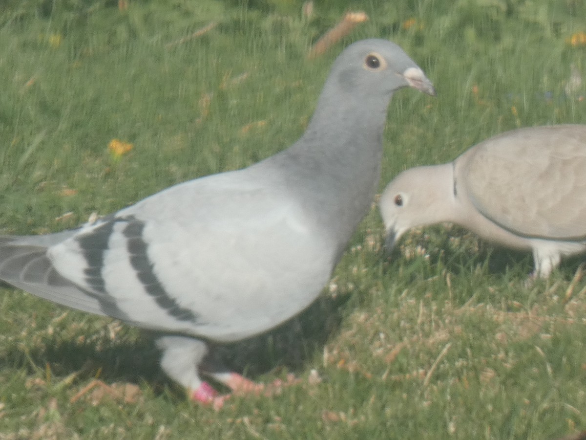 Rock Pigeon (Feral Pigeon) - ML393928871