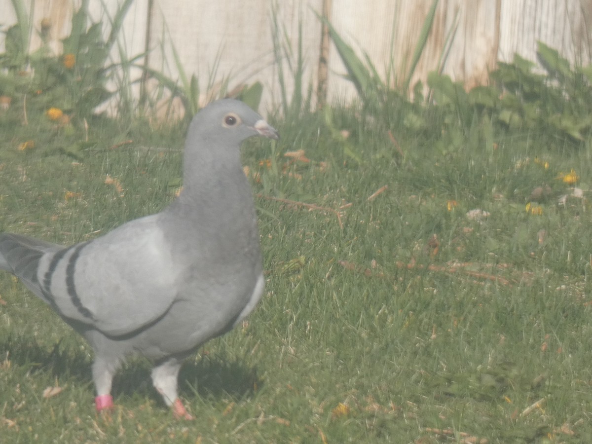 Rock Pigeon (Feral Pigeon) - ML393928891