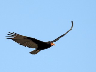 ビリヤードキューVULTURE White-headed Vulture - eBird