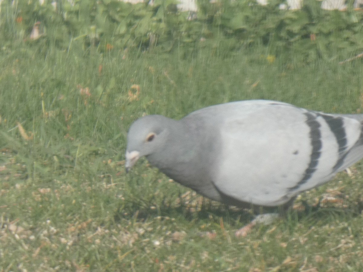 Rock Pigeon (Feral Pigeon) - ML393928931