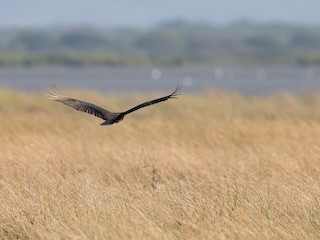  - Lesser Yellow-headed Vulture