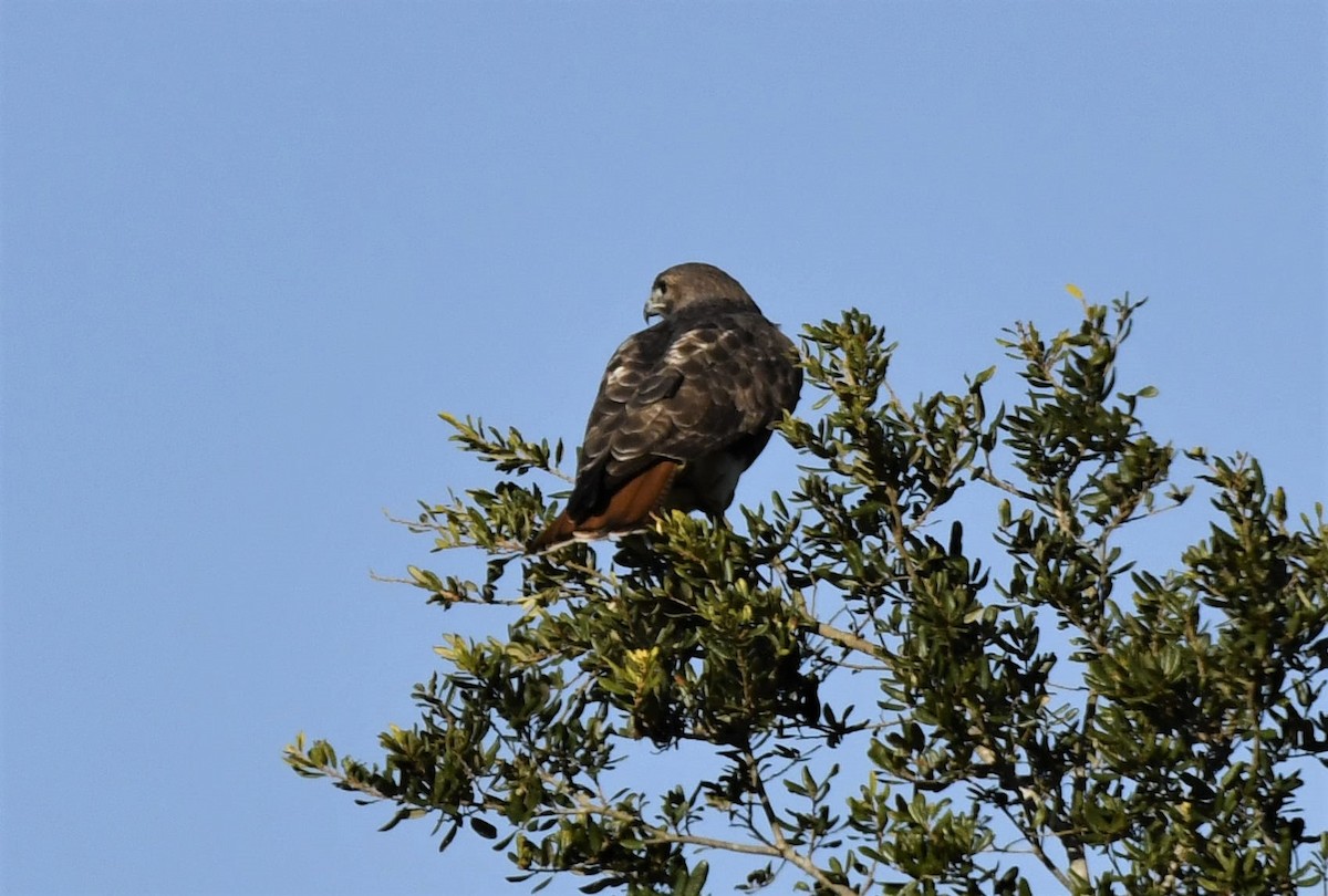 Red-tailed Hawk (umbrinus) - Gallus Quigley