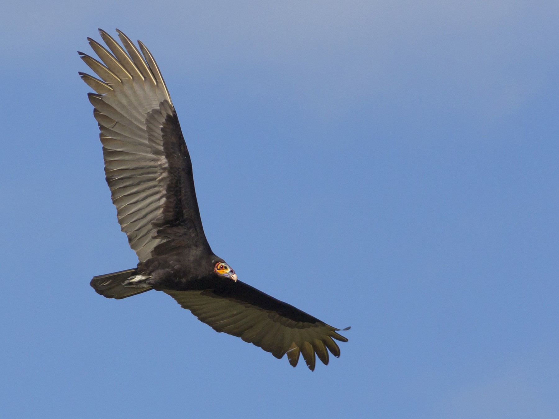 Lesser Yellowheaded Vulture eBird