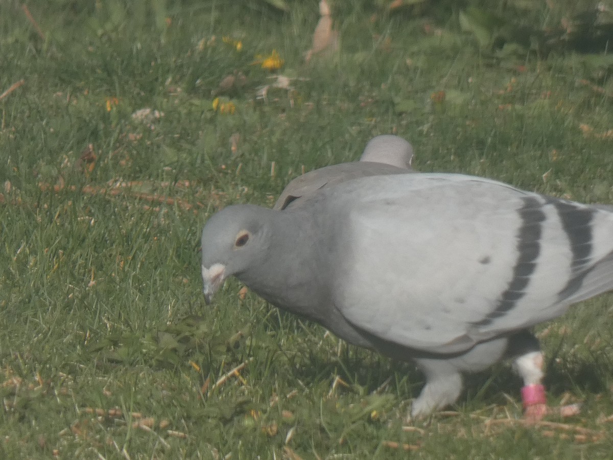 Rock Pigeon (Feral Pigeon) - ML393929191