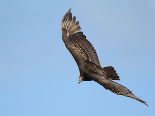  - Lesser Yellow-headed Vulture