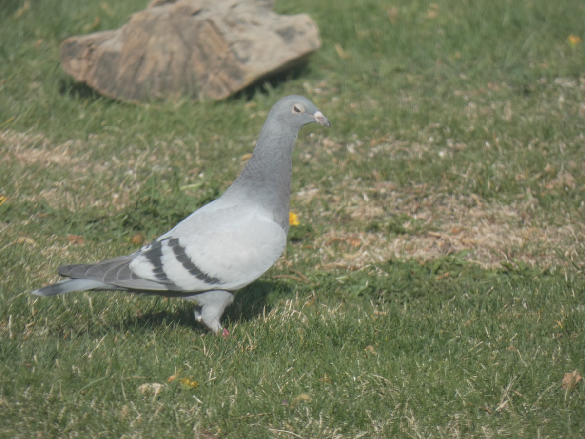 Rock Pigeon (Feral Pigeon) - ML393929361