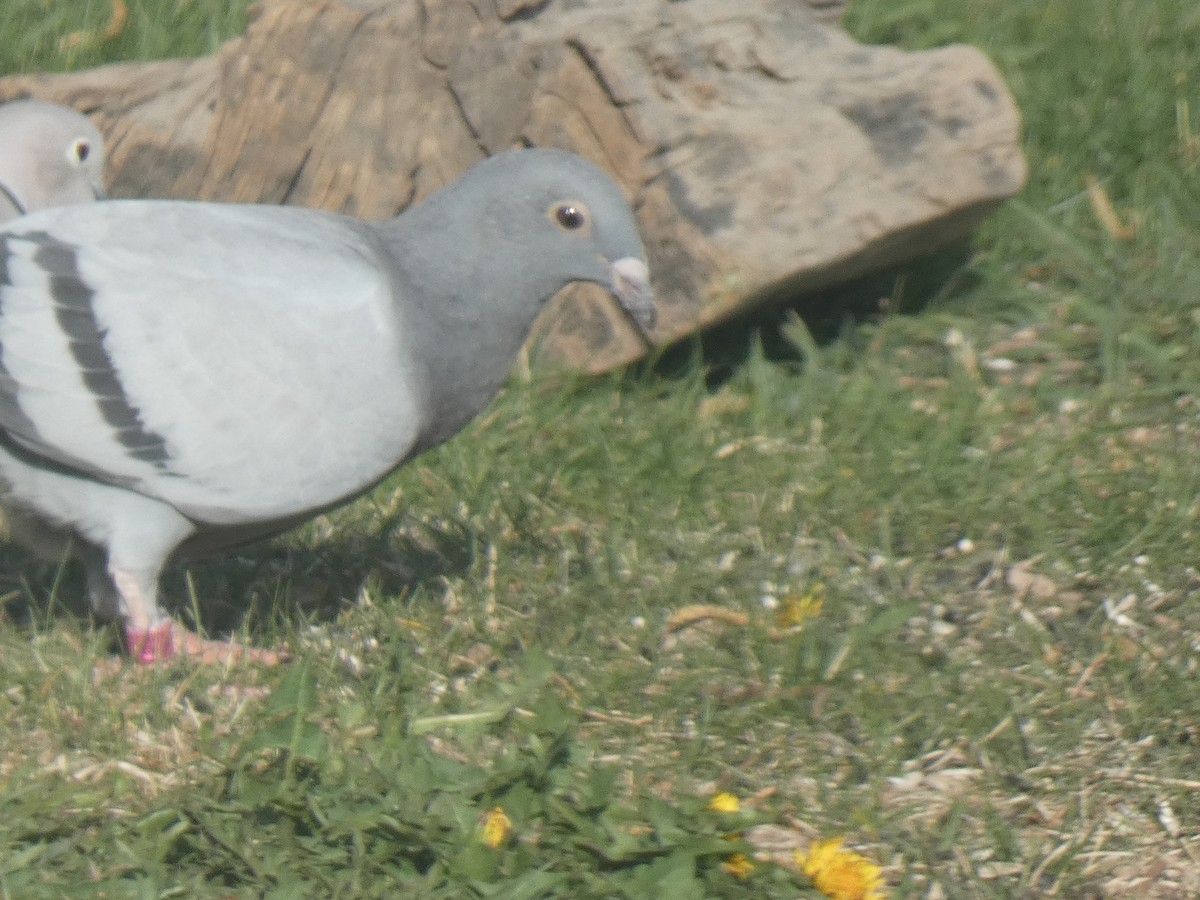 Rock Pigeon (Feral Pigeon) - ML393929371