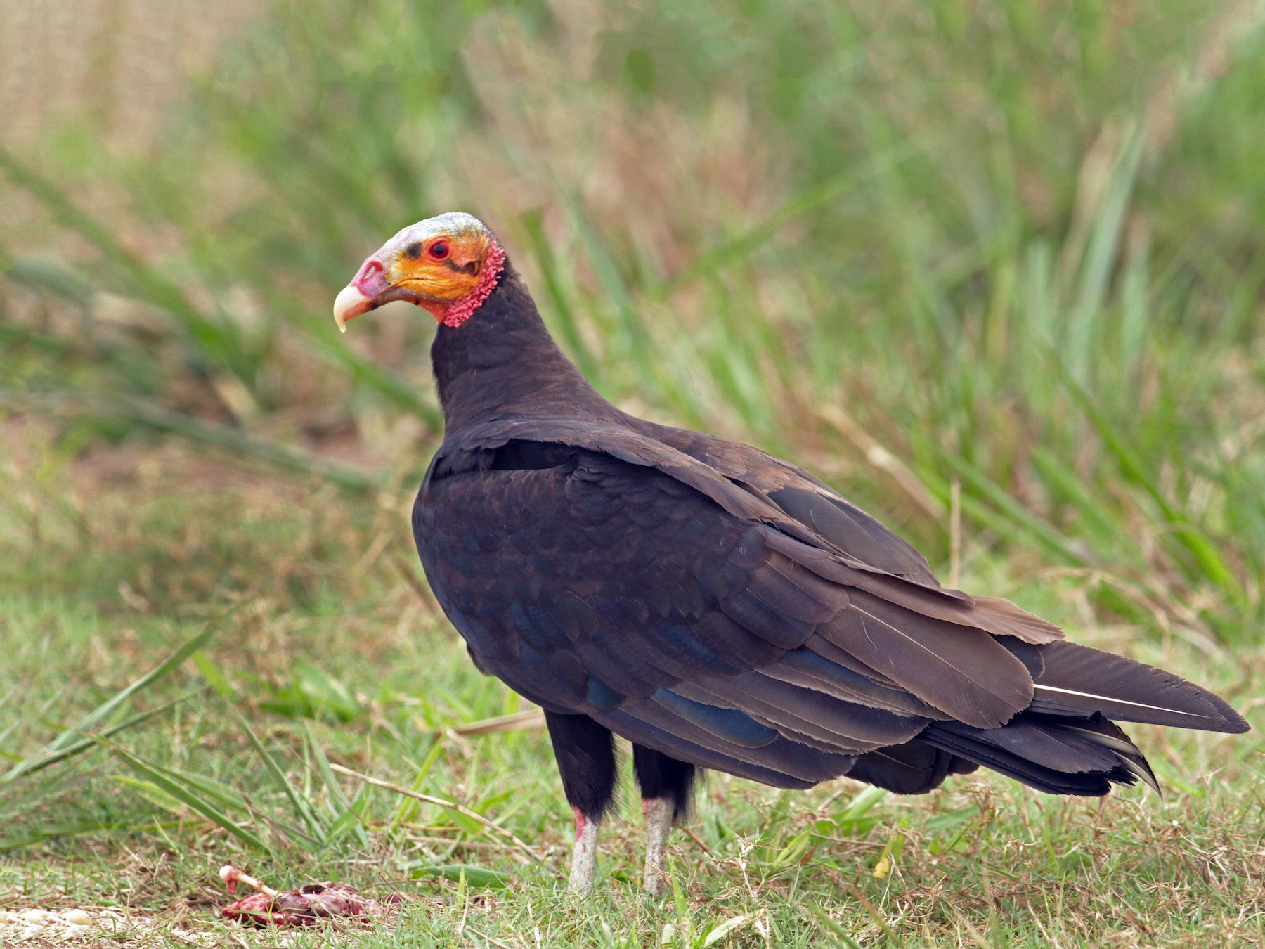 Lesser Yellowheaded Vulture eBird