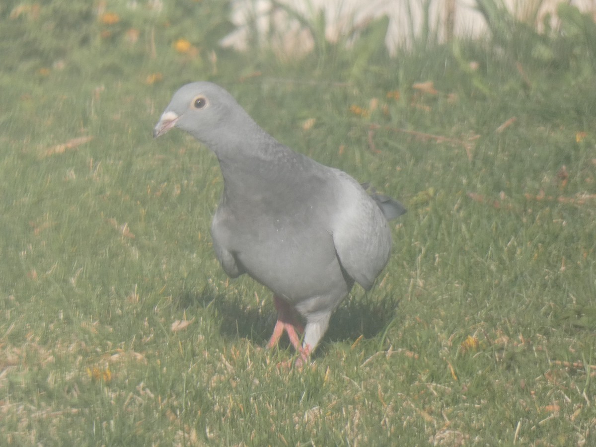 Rock Pigeon (Feral Pigeon) - ML393929671