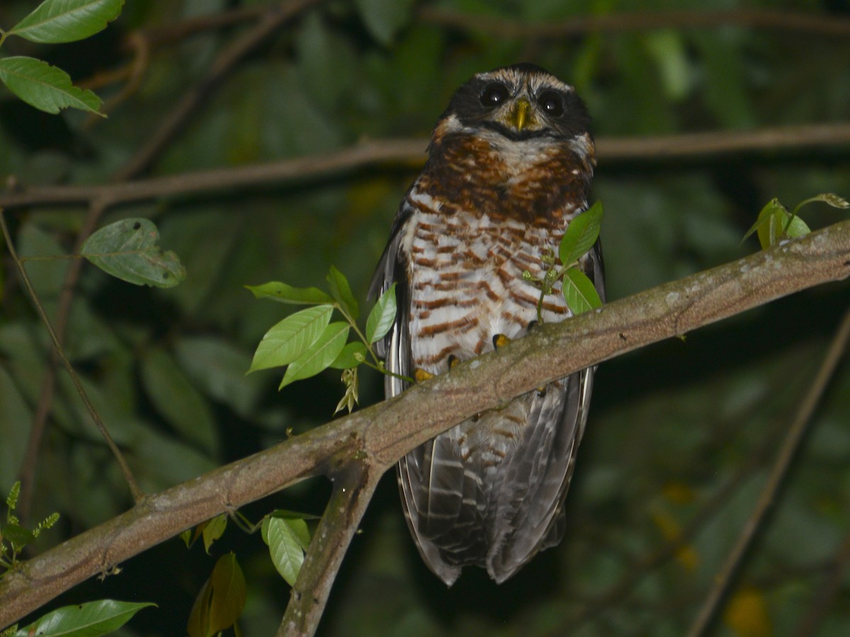 Band-bellied Owl - Alan Van Norman