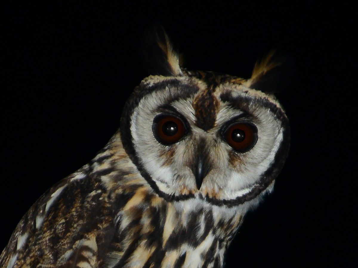 Striped Owl - ML39393161