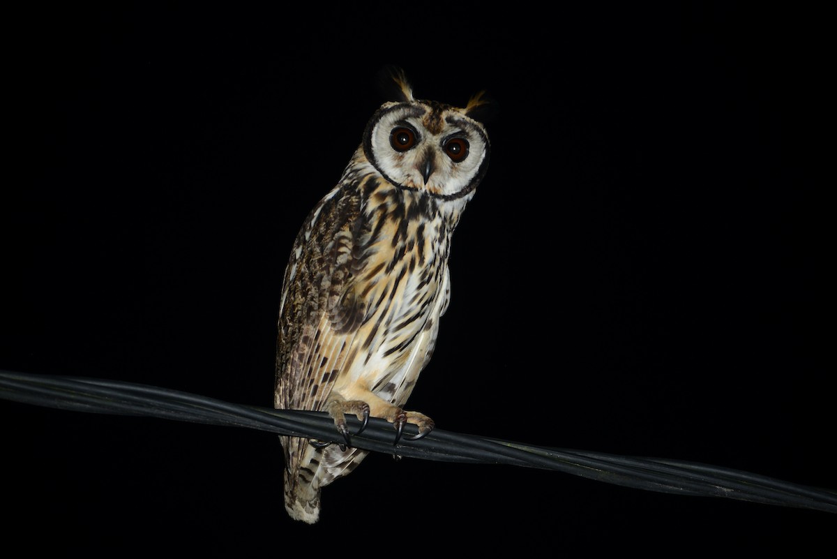Striped Owl - ML39393211